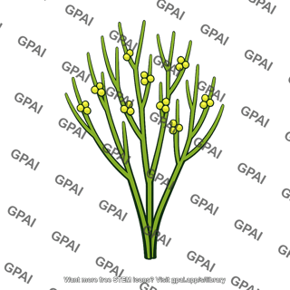 Psilotum
