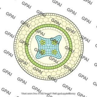 Root tissue system