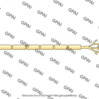 Axon of motor neuron