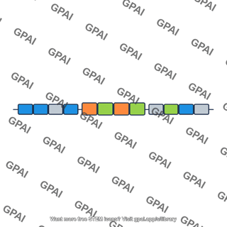 Segment duplication