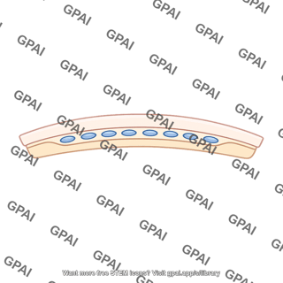 Lateral line epidermis