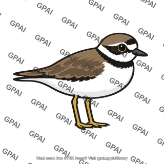 Plover