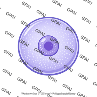 Egg nucleus