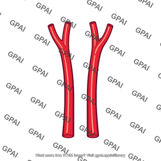 Carotid artery
