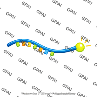 Single stranded dna probe