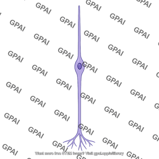 Radial glia