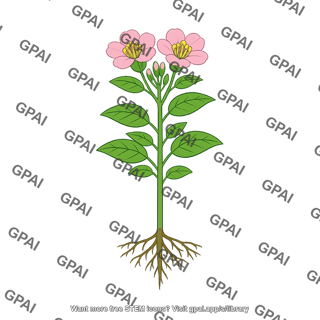 Angiosperm sporophyte
