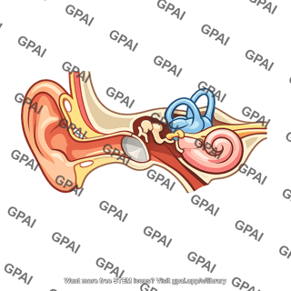 Human ear