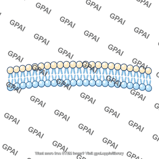Phospholipid bilayer