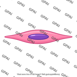 Smooth muscle spindle shaped