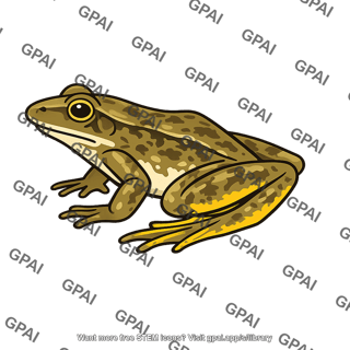 Yellow-legged frog