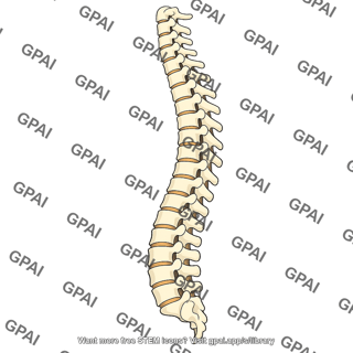 Backbone