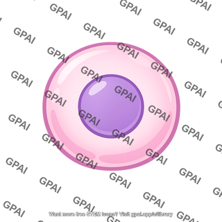 Less differentiated cell