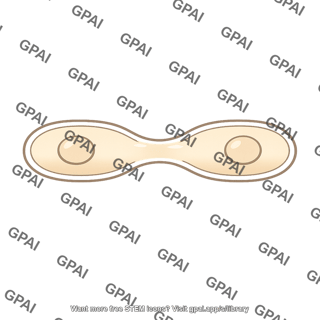 Fungal cell plasmogamy
