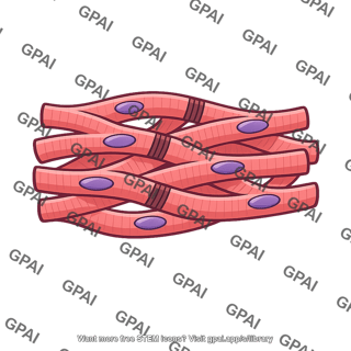 Heart muscle