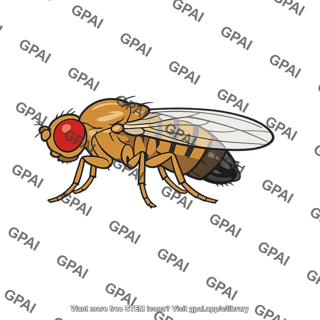 Male fruit fly