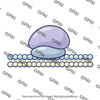 Ribosome bound