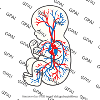 Fetal circulatory system
