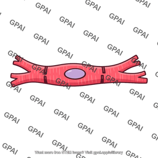 Cardiac muscle cell