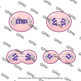 Mitotic cell division