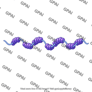 Eukaryotic chromatin