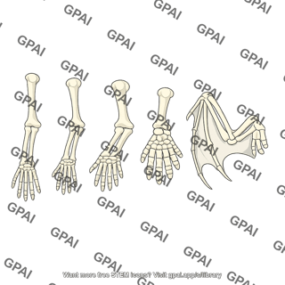Anatomical homology forelimb