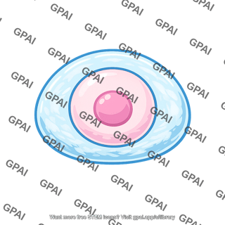 Ovum with zona pellucida