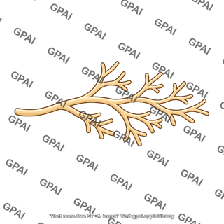 Branched hypha
