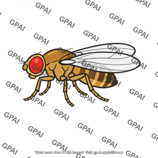 Drosophila species