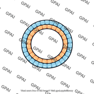 Diploblast embryo