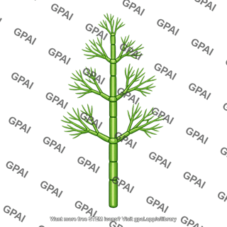 Charophyte alga