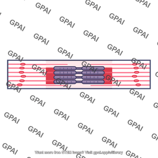Sarcomere relaxed