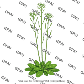 Arabidopsis plant tall