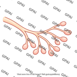 Terminal branch of presynaptic neuron