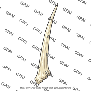 Dorsal spine
