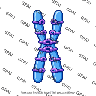 Cohesin linkers between sister chromatids