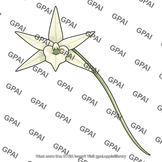 Madagascar orchid