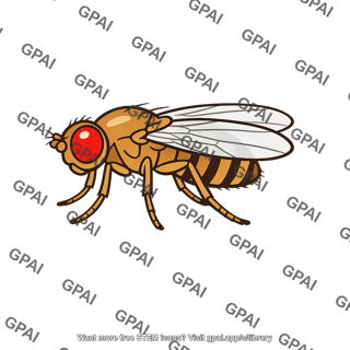Fruit fly drosophila melanogaster adult
