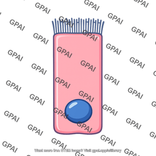 Tracheal cell