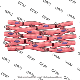 Cardiac muscle