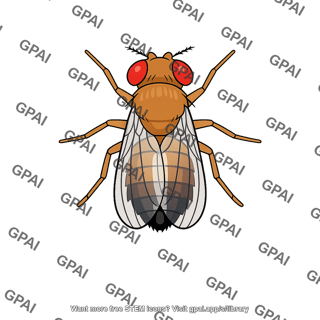 Drosophila male