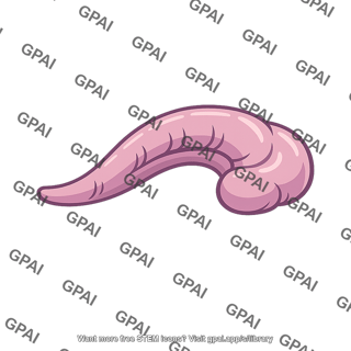 Hippocampus brain structure