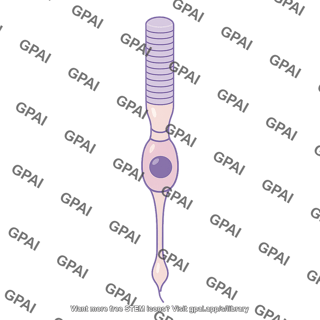 Photoreceptor cell