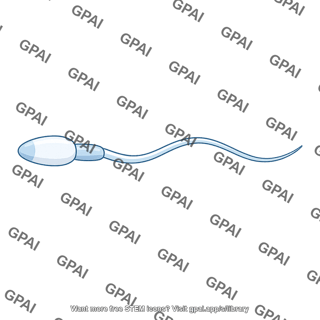Human sperm