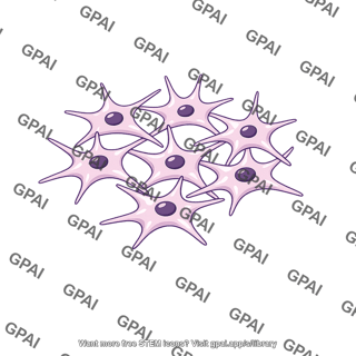 Mesenchyme