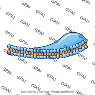 Plasma membrane expanding