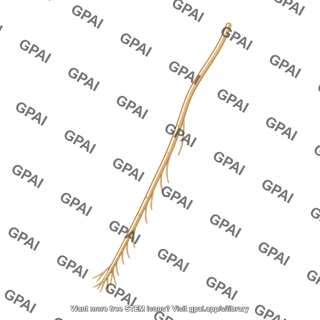 Rhizoid