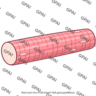Muscle fiber glycolytic