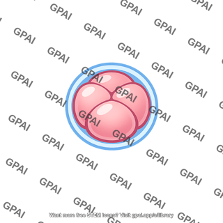 Blastomere small