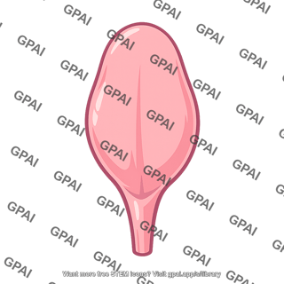 Epiglottis